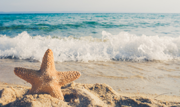 Starfish in the beach - Pixabay